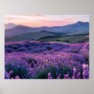 Poster Beau champ de lavande au coucher du soleil