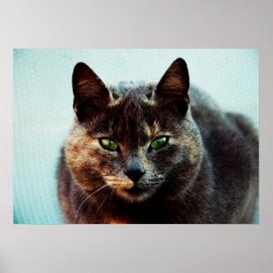 Poster Beau chat
