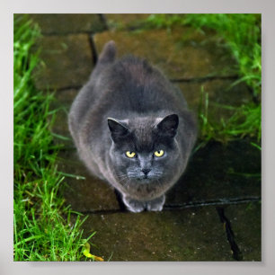 Poster Beau chat gris