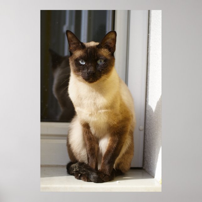 Poster Beau Chat Siamais (Devant)