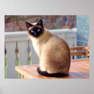 Poster Beau chat siamois avec yeux bleus