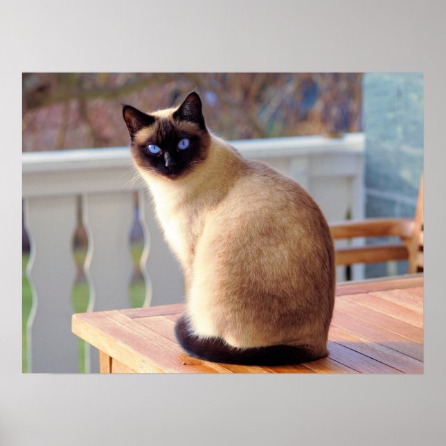 Poster Beau chat siamois avec yeux bleus (Devant)