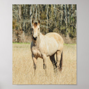 Poster Beau Cheval de Buckskin