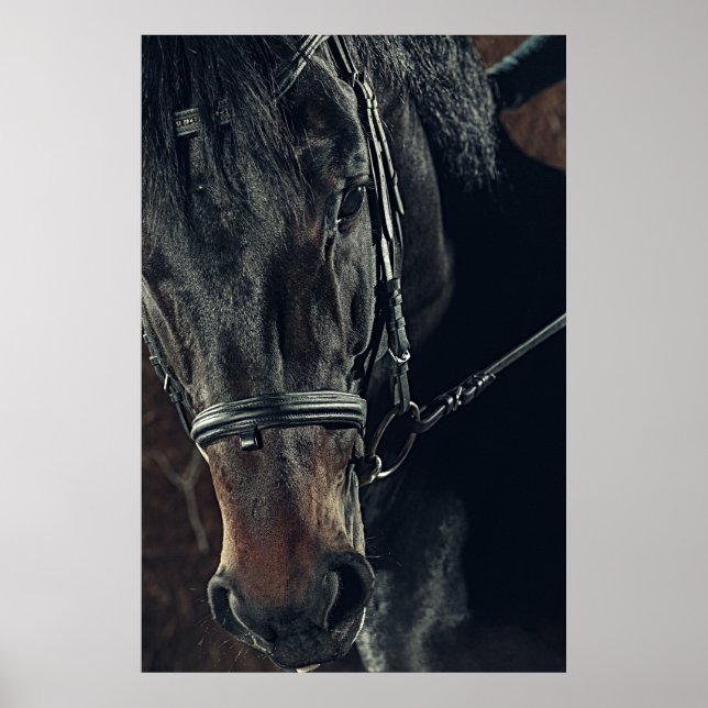 Poster Beau Cheval Noir (Devant)