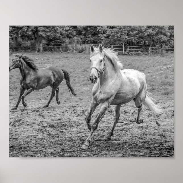 Poster Beau Chevaux B&W (Devant)