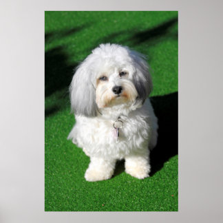 Poster Beau chien blanc de Havaneser assis, en contact vi