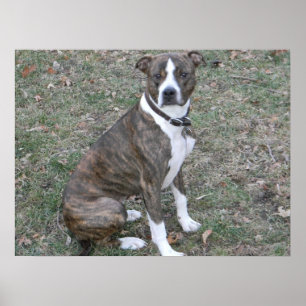 Poster Beau chien de race mélangé de pitbull par boxeur