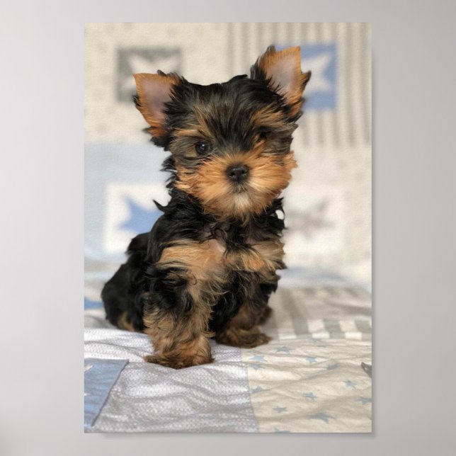 Poster Beau chiot (Devant)