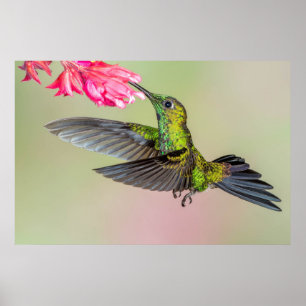 Poster Beau colibri volant vers une fleur