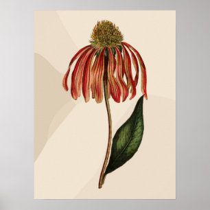 Poster Beau Confleur rouge Vintage Confleur vert Leave