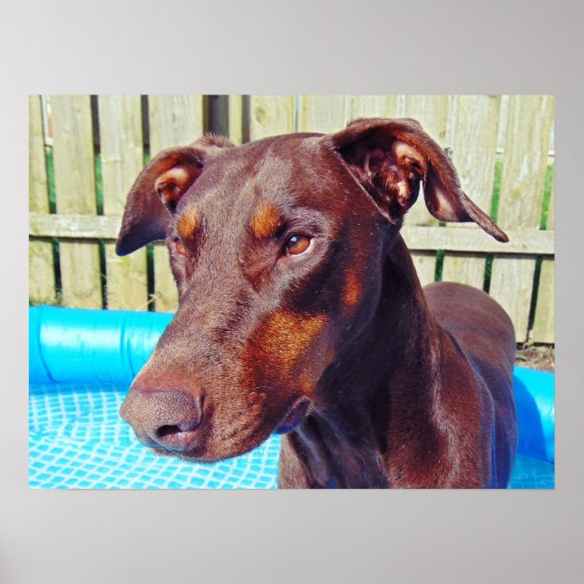 Poster Beau doberman rouge (Devant)