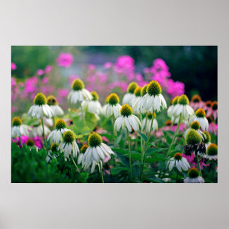 Poster Beau et élégant confluent blanc