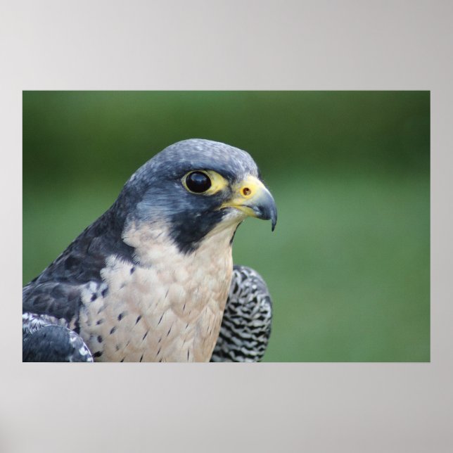 Poster Beau Faucon Pelegrine gris-blanc (Devant)