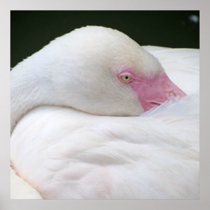 Poster Beau Flamant rose blanc