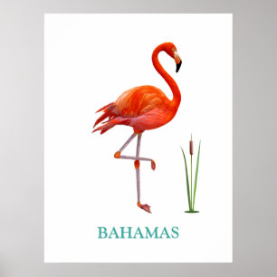 Poster Beau Flamant Rose & Plante de Roseau sur Fond Blan