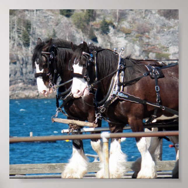 Poster Beau harnais belges chevaux de travail (Devant)