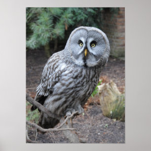 Poster Beau hibou gris