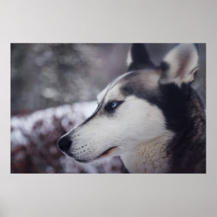 Poster Beau Husky Fermer Imprimer Chien à traîneau