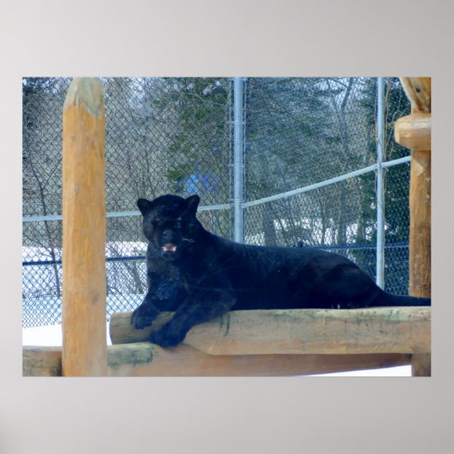 Poster Beau Jaguar noir (Devant)