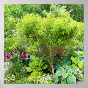 Poster Beau jardin paysager vert avec hostas