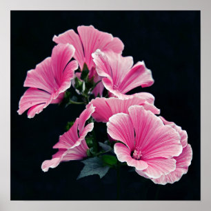 Poster Beau Jardin Rose Mallow Roses Fleurs
