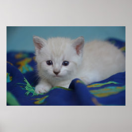 Poster Beau Kitten