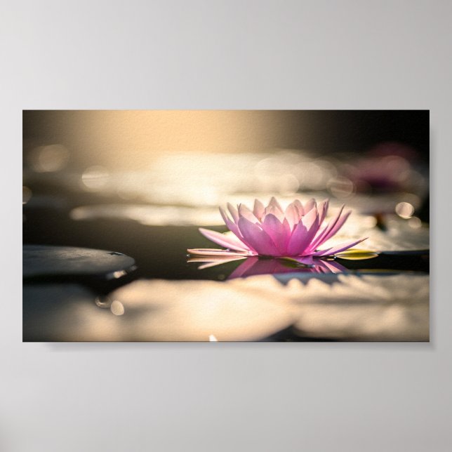 Poster Beau Lotus, Lac, Zen (Devant)