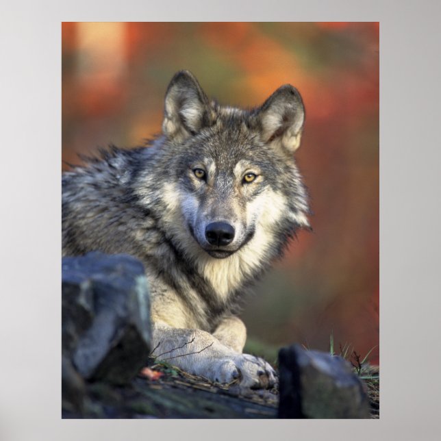 Poster Beau loup (Devant)