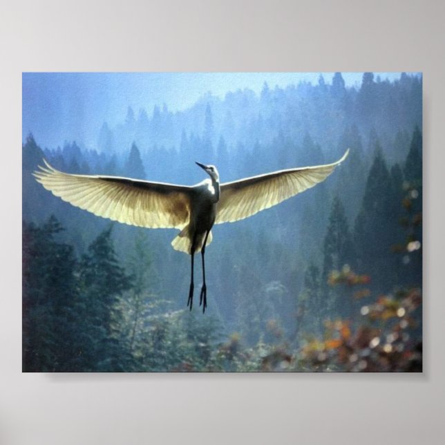 Poster beau oiseau (Devant)