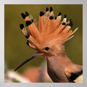 Poster Beau Oiseau De Hoopoe Avec Couronne De Plumes