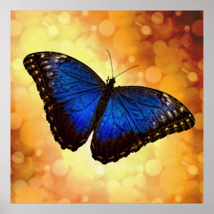 Poster Beau Papillon Morpho Bleu Bokeh