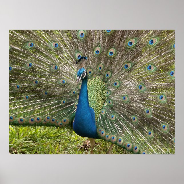 Poster Beau Peacock (Devant)