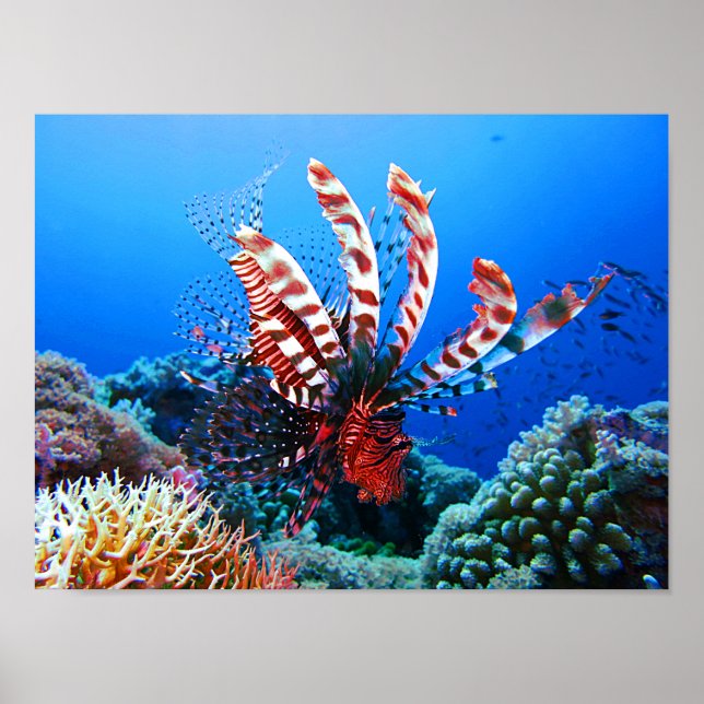 Poster Beau poisson-Lion Tropical (Devant)