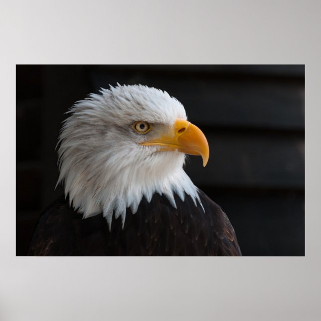 Poster Beau portrait d'aigle chauve (Devant)
