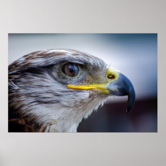 Poster Beau portrait de faucon