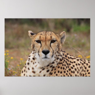Poster Beau portrait de guépard