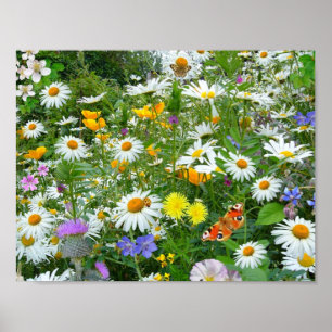 Poster Beau pré de fleur sauvage et de papillon