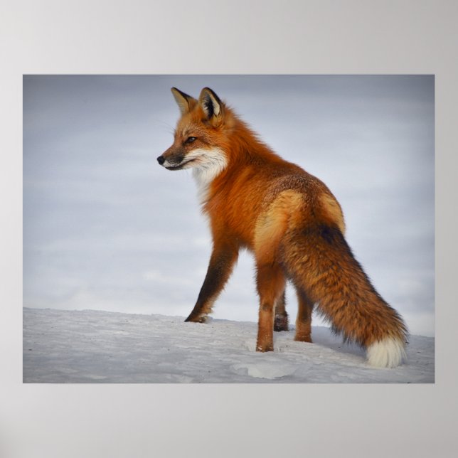 Poster Beau Renard rouge à l'apparence dans la neige (Devant)