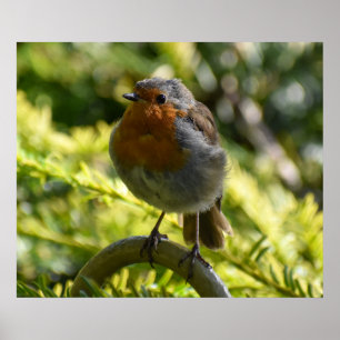 Poster Beau Robin