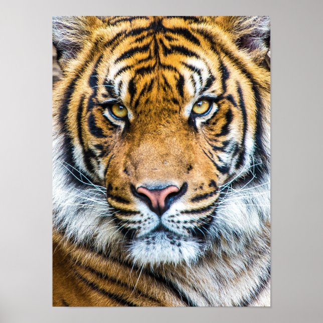 Poster Beau visage de tigre (Devant)