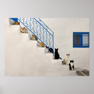 Poster Beaucoup de chats sur un escalier blanc dans un vi