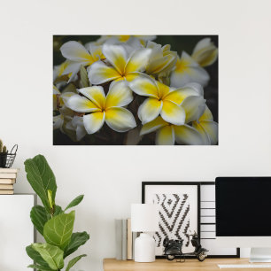 Poster Beauté américaine, Plumeria fleurie jaune