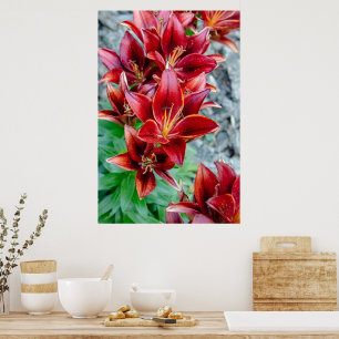 Poster Beauté canadienne, Floral Red Stargazer Lily