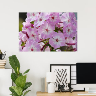 Poster Beauté canadienne, rose floral Phlox