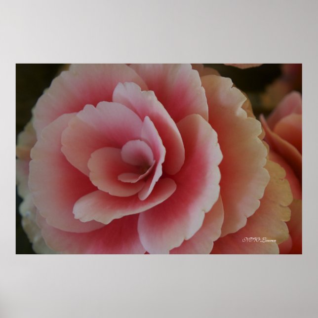 Poster Beauté de Begonia (Devant)