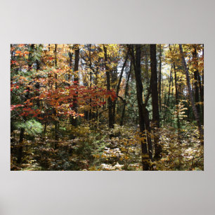 Poster Beauté de Deep Woods