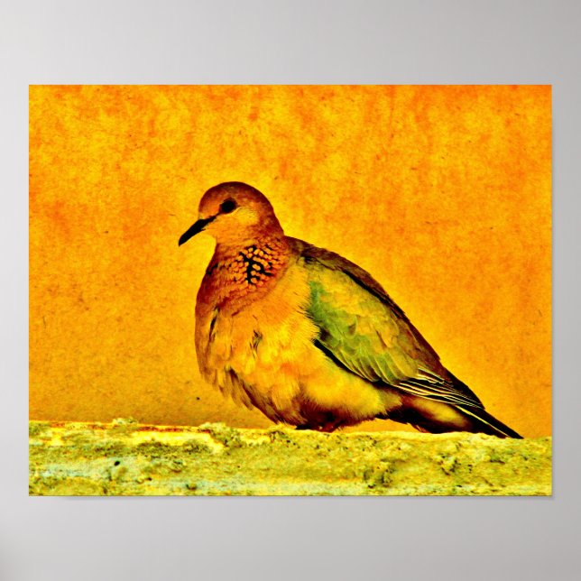 Poster Beauté de la colombe (Devant)