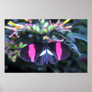 Poster Beauté de papillon