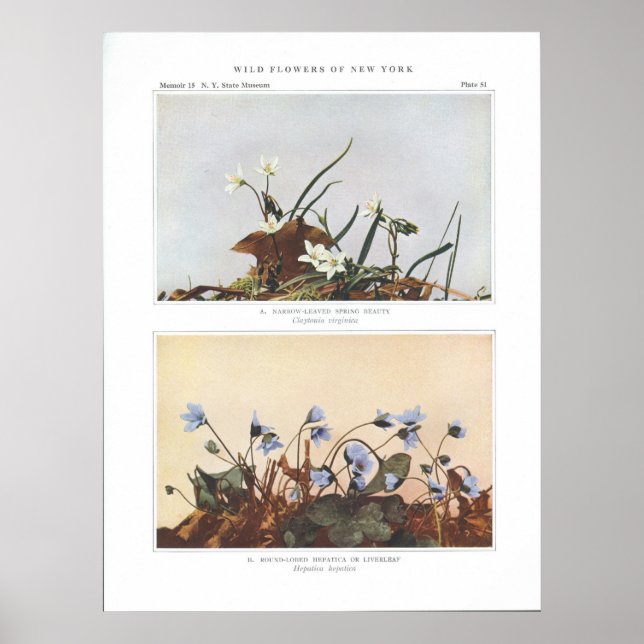 Poster Beauté du printemps à feuillage étroit - Claytonia (Devant)