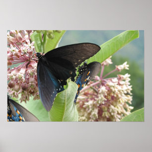 Poster Beauté étroite sur la route express bleue de Ridge